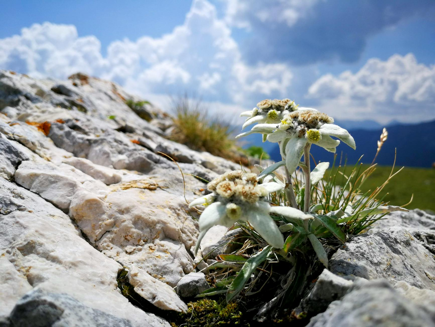 edelweiss flower skincare