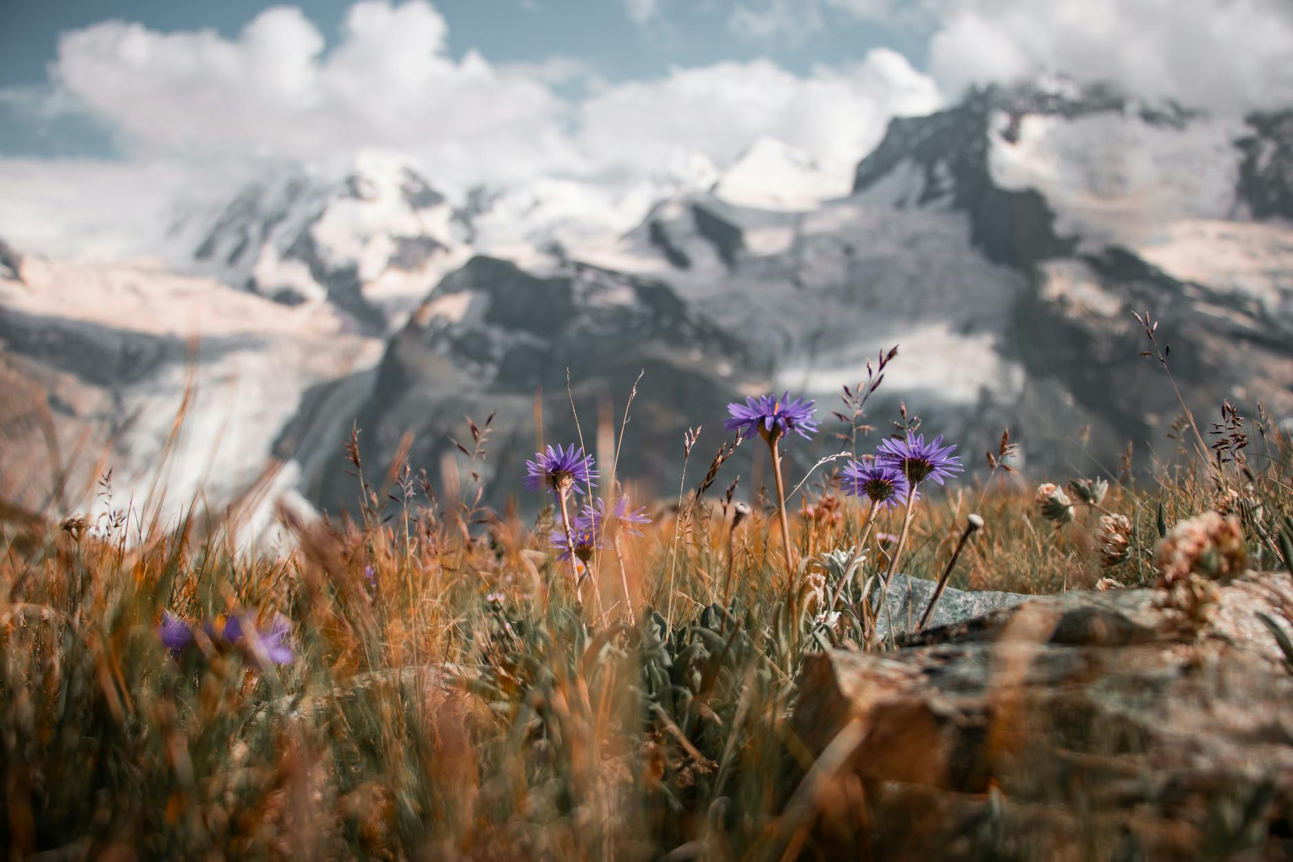 Schweizer Alpen-Botanicals: Die natürliche Hautpflege-Revolution aus den Bergen