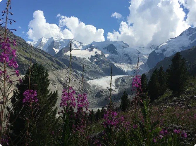 Alpine glacier panorama framed by pink fireweed flowers under a blue summer sky.