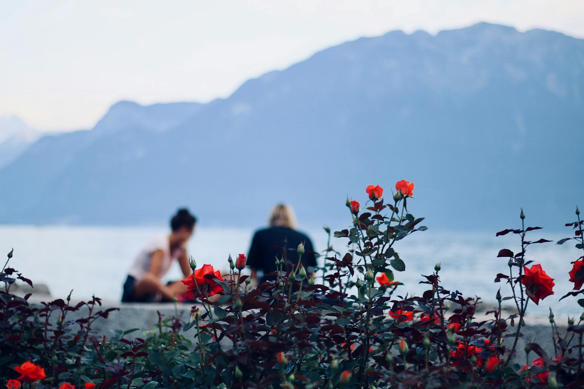 alpine rose skincare